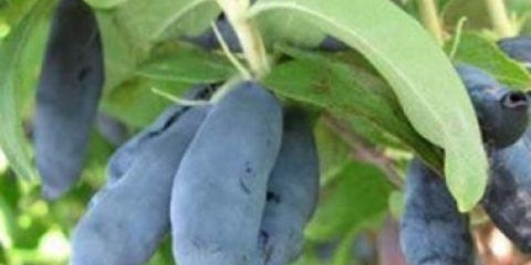 Orlovi nokti indigo: džem, jam, opis i fotografija, recenzije